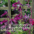 View image PENSTEMON