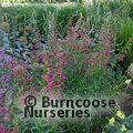 View image PENSTEMON