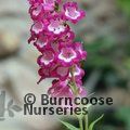 View image PENSTEMON