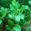 Small image of PERSICARIA