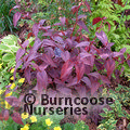 Small image of PERSICARIA