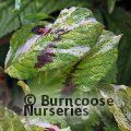 PERSICARIA virginiana 'Painters Palette' 