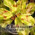 PERSICARIA virginiana 'Painters Palette' 