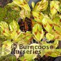 PERSICARIA virginiana 'Painters Palette' 