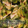 Small image of PERSICARIA