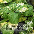 Small image of giant butterbur