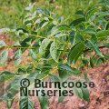 Small image of PHELLODENDRON