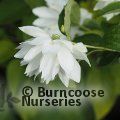 PHILADELPHUS 'Pearls of Perfume'  