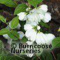 PHILADELPHUS 'Pearls of Perfume'  