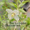 PHILADELPHUS maculatus 'Sweet Clare' 