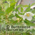 PHILADELPHUS maculatus 'Sweet Clare' 