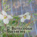 PHILADELPHUS maculatus 'Sweet Clare' 