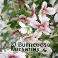 PHILADELPHUS 'Petite Perfume Pink'  