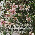 PHILADELPHUS 'Petite Perfume Pink'  