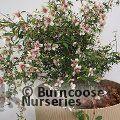PHILADELPHUS 'Petite Perfume Pink'  