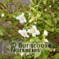 PHILADELPHUS 'Petite Perfume White'  