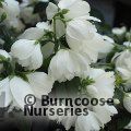 Small image of Mock orange