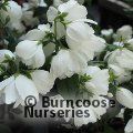 PHILADELPHUS 'Snowbelle'  