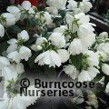 PHILADELPHUS 'Snowbelle'  