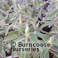 PHLOMIS bourgaei  