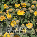 PHLOMIS fruticosa  