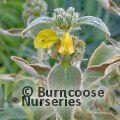PHLOMIS grandiflora 'Lloyd's Silver' 