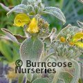 Small image of Jerusalem sage