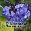 PHLOX paniculata 'Blue Paradise' 