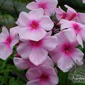 PHLOX paniculata 'Bright Eyes' 