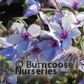 PHLOX divaricata 'Chattahoochee' 