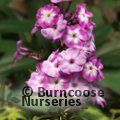 PHLOX paniculata 'Laura' 