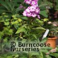 PHLOX paniculata 'Laura' 