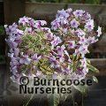 PHLOX paniculata 'Nora Leigh' 