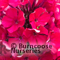 PHLOX paniculata 'Starfire' 