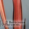 PHORMIUM 'Rainbow Maiden'  