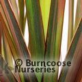 PHORMIUM 'Rainbow Maiden'  