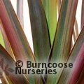 PHORMIUM 'Rainbow Sunrise'  