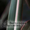 PHORMIUM 'Pink Stripe'  