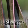 PHORMIUM 'Pink Stripe'  