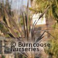PHORMIUM 'Pink Stripe'  