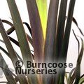 PHORMIUM 'Platts Black'  