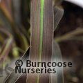 PHORMIUM 'Platts Black'  
