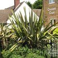 PHORMIUM tenax  