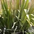 PHORMIUM tenax  