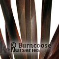 PHORMIUM tenax 'Purpureum' 