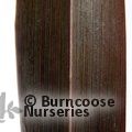 PHORMIUM tenax 'Purpureum' 