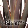 PHORMIUM tenax 'Purpureum' 