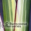 PHORMIUM Tricolor'  