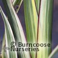 PHORMIUM Tricolor'  