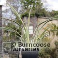 PHORMIUM Tricolor'  